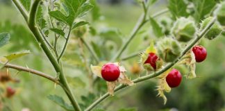 Колючий томат личи — мой опыт выращивания
