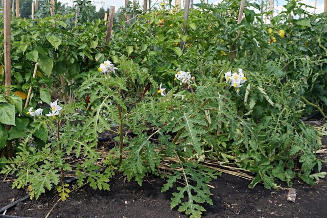 Паслен гулявниколистный (Solanum sisymbriifolium) Паслен гулявниколистный (Solanum sisymbriifolium)