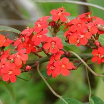 Молочай сверкающий (Euphorbia fulgens) Молочай сверкающий (Euphorbia fulgens)