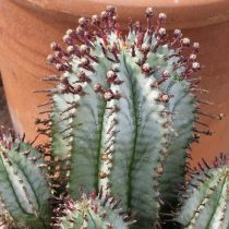 Молочай ощетиненный (Euphorbia horrida) Молочай ощетиненный (Euphorbia horrida)