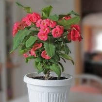 Молочай Милля, или Молочай блестящий (Euphorbia milii) Молочай Милля, или Молочай блестящий (Euphorbia milii)