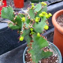 Молочай крупнорогий (Euphorbia grandicornis) Молочай крупнорогий (Euphorbia grandicornis)