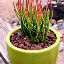 Молочай тирукалли (Euphorbia tirucalli) Молочай тирукалли (Euphorbia tirucalli)
