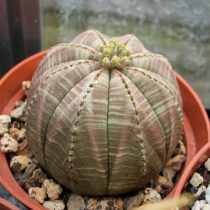 Молочай тучный (Euphorbia obesa) Молочай тучный (Euphorbia obesa)