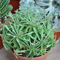 Молочай дыневидный (Euphorbia meloformis) Молочай дыневидный (Euphorbia meloformis)
