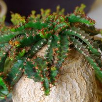 Молочай звездчатый (Euphorbia stellata) Молочай звездчатый (Euphorbia stellata)