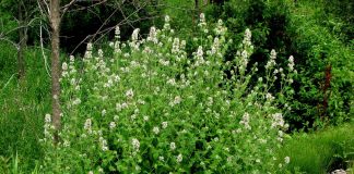Котовник кошачий — польза, применение и отличия от мелиссы
