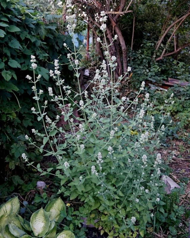 Котовник кошачий (Nepeta cataria) Котовник кошачий (Nepeta cataria)