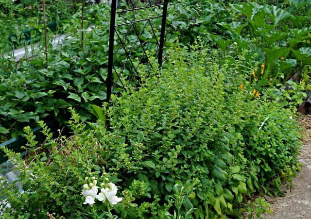 Мелисса лимонная (Melissa officinalis) Мелисса лимонная (Melissa officinalis)