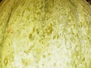 Европейская дыня (Cucumis melo var. cantalupensis) с серо-зеленой кожицей Европейская дыня (Cucumis melo var. cantalupensis) с серо-зеленой кожицей