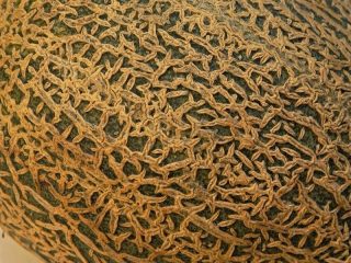Кожица мускусной североамериканской дыни (Cucumis melo var. reticulatus) имеет сетчатый вид Кожица мускусной североамериканской дыни (Cucumis melo var. reticulatus) имеет сетчатый вид