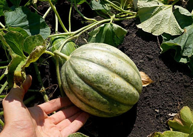 Канталупа, или Мускусная дыня (Cucumis melo) Канталупа, или Мускусная дыня (Cucumis melo)