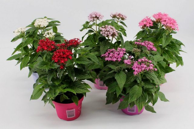 Пентас ланцетный (Pentas lanceolata) Пентас ланцетный (Pentas lanceolata)