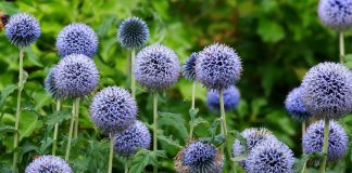 Почему я люблю мордовник и всем его рекомендую - Цветник и ландшафт Почему я люблю мордовник и всем его рекомендую