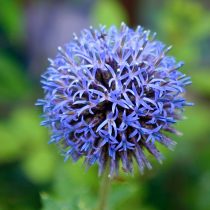 Мордовник баннатский (Echinops bannaticus), сорт «Таплоу Блю» (Taplow Blue) Мордовник баннатский (Echinops bannaticus), сорт «Таплоу Блю» (Taplow Blue)