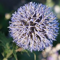 Мордовник баннатский (Echinops bannaticus), сорт «Блу Глоуб» (Blue Globe, или Blue Ball) Мордовник баннатский (Echinops bannaticus), сорт «Блу Глоуб» (Blue Globe, или Blue Ball)