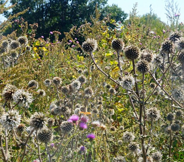 Мордовник (Echinops) Мордовник (Echinops)
