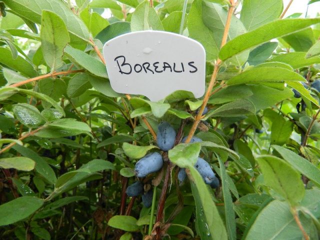 Жимолость «Бореалис», или «Северное сияние» (Borealis) Жимолость «Бореалис», или «Северное сияние» (Borealis)