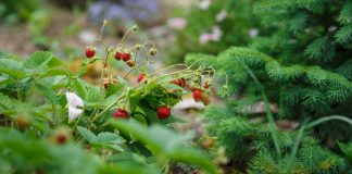 Земляника садовая в дизайне сада — и красиво, и вкусно