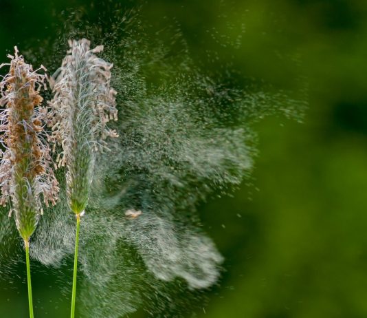 13 фактов о пыльце растений, которые вас удивят
