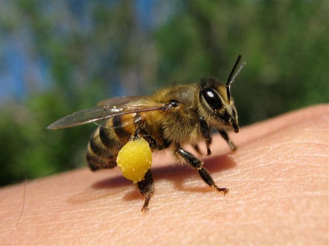 Цветочная пыльца, собранная пчелой в корзиночку