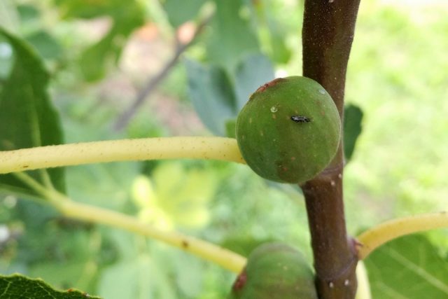 Инжирная оса (Blastophaga psenes) Инжирная оса (Blastophaga psenes)