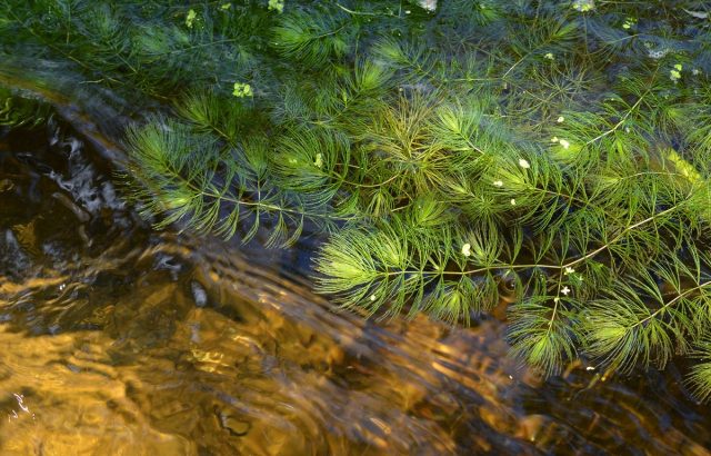 Роголистник опыляется водой Роголистник опыляется водой