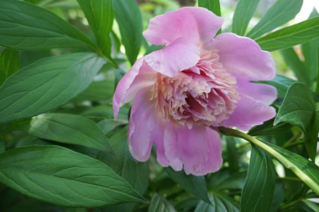 Пион (Paeonia), сорт «Эдулис Суперба» Пион (Paeonia), сорт «Эдулис Суперба»
