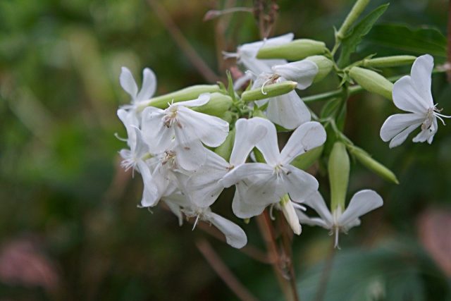 Мыльнянка лекарственная (Saponaria officinalis) Мыльнянка лекарственная (Saponaria officinalis)