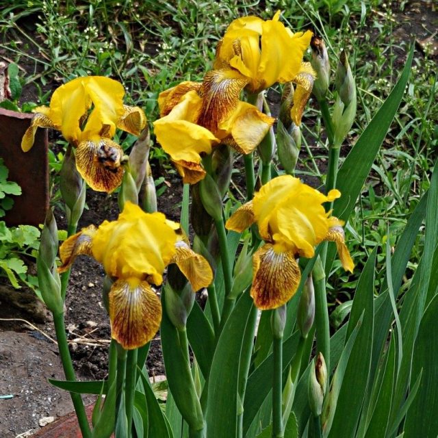 Один из старейших сортов ириса (Iris) Один из старейших сортов ириса (Iris)