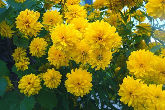Рудбекия рассеченная (Rudbeckia laciniata) Рудбекия рассеченная (Rudbeckia laciniata)