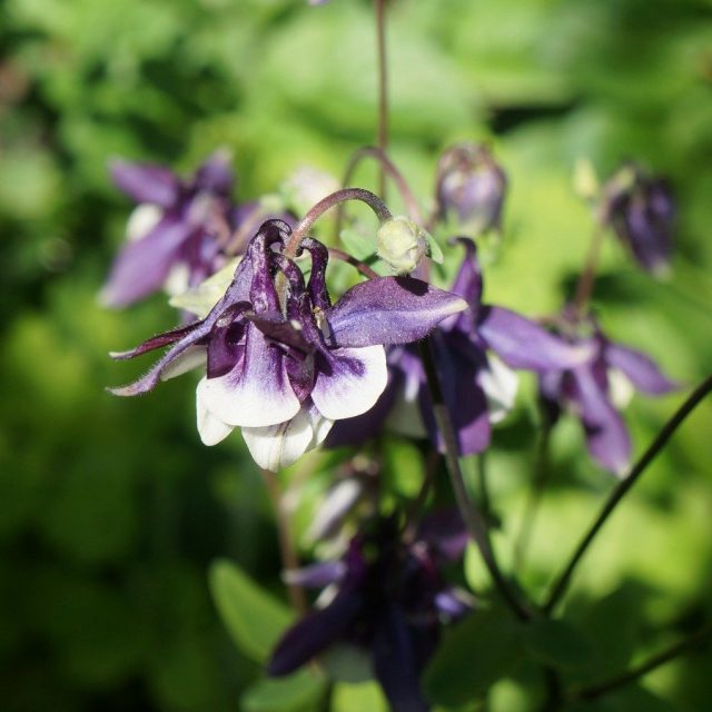 Аквилегия (Aquilegia) Аквилегия (Aquilegia)