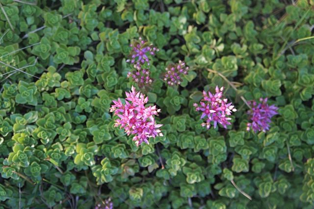 Очиток ложный (Sedum spurium) Очиток ложный (Sedum spurium)