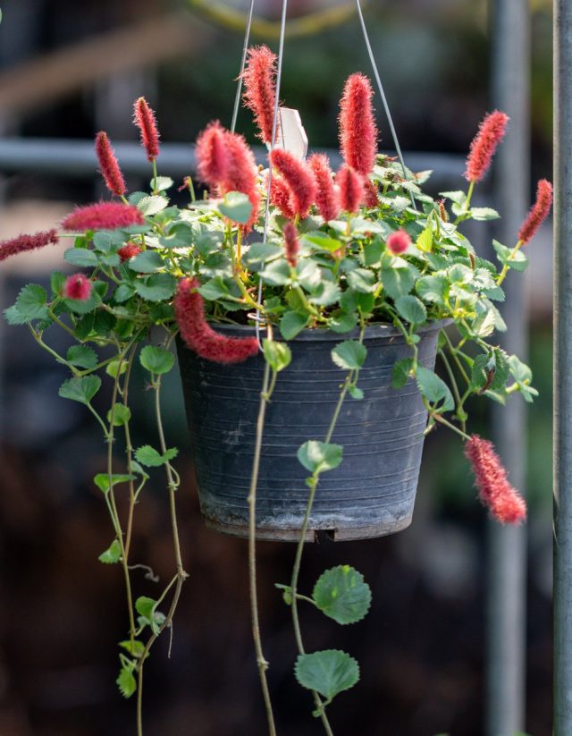 Акалифа дубравколистная (Acalypha chamaedrifolia) Акалифа дубравколистная (Acalypha chamaedrifolia)
