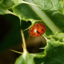 Люцерновая (Subcoccinella vigintiquatuorpunctata) Люцерновая (Subcoccinella vigintiquatuorpunctata)