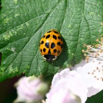Азиатская божья коровка арлекин (Harmonia axyridis) Азиатская божья коровка арлекин (Harmonia axyridis)