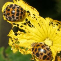 Двадцативосьмиточечная коровка (Henosepilachna vigintioctomaculata) Двадцативосьмиточечная коровка (Henosepilachna vigintioctomaculata)