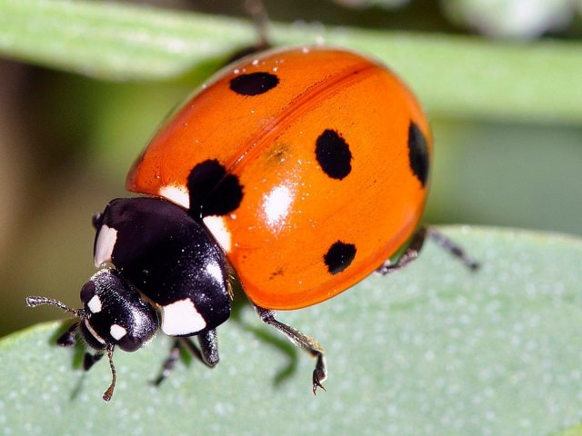 Cемиточечная коровка (Coccinella septempunctata) Cемиточечная коровка (Coccinella septempunctata)