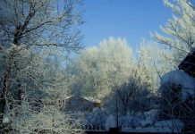 Что не забыть сделать садоводу в декабре?