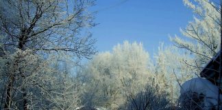 Что не забыть сделать садоводу в декабре?