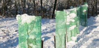 Как не потерять молодые саженцы плодовых зимой? - Сад и огород Как не потерять молодые саженцы плодовых зимой?