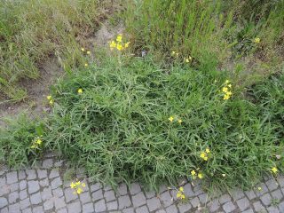 Двурядка тонколистная (Diplotaxis tenuifolia) Двурядка тонколистная (Diplotaxis tenuifolia)