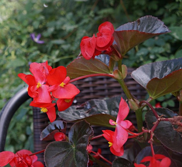 Бегония бенараская «Биг» (BIG Begonia x benariensis), расцветка 'Red Bronze Leaf' Бегония бенараская «Биг» (BIG Begonia x benariensis), расцветка 'Red Bronze Leaf'