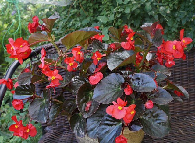 Бегония бенарская «Биг Делюкс» (Begonia x benariensis BIG DeluXXe), расцветка 'Red Bronze Leaf' Бегония бенарская «Биг Делюкс» (Begonia x benariensis BIG DeluXXe), расцветка 'Red Bronze Leaf'