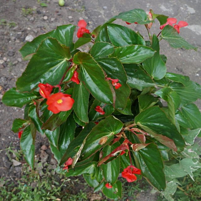 Бегония «Драгон Винг» (begonia x hybrida 'Dragon Wings'), расцветка 'Red' Бегония «Драгон Винг» (begonia x hybrida 'Dragon Wings'), расцветка 'Red'