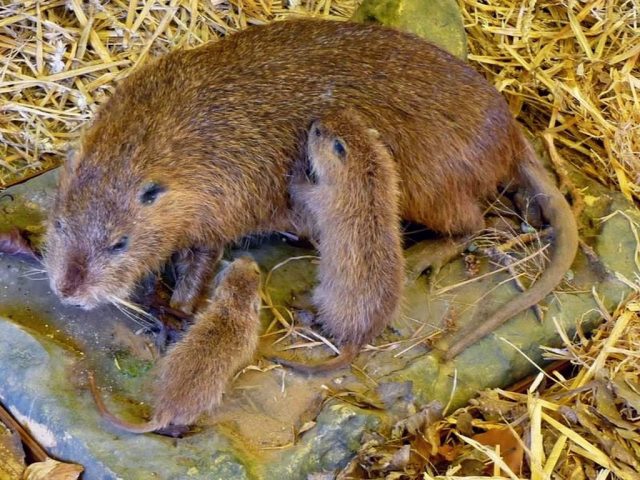 Самка ондатры с детёнышами Самка ондатры с детёнышами