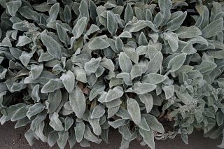 Чистец шерстистый, или византийский (Stachys lanata, byzantiana) Чистец шерстистый, или византийский (Stachys lanata, byzantiana)