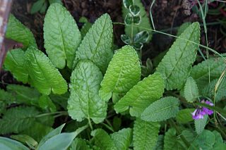 Чистец Монье (Stachys Monieri) Чистец Монье (Stachys Monieri)