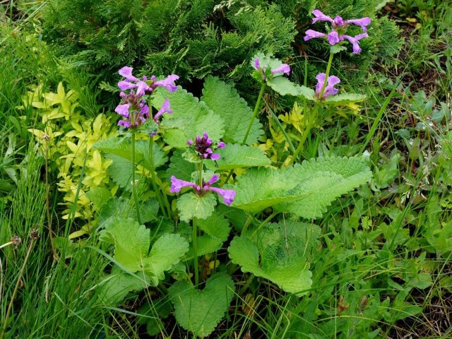 Буквица крупноцветковая (Betonica grandiflora, или Betonica macrantha), ранее чистец крупноцветковый (Stachys grandiflora) Буквица крупноцветковая (Betonica grandiflora, или Betonica macrantha), ранее чистец крупноцветковый (Stachys grandiflora)