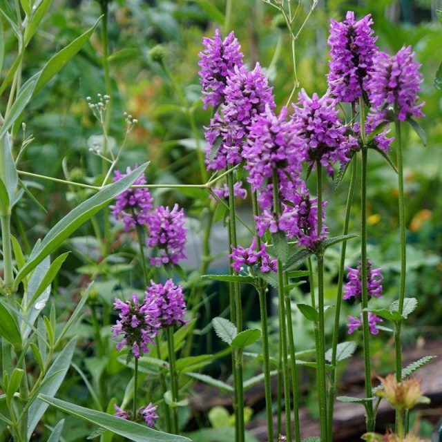 Чистец, или Стахис (Stachys)